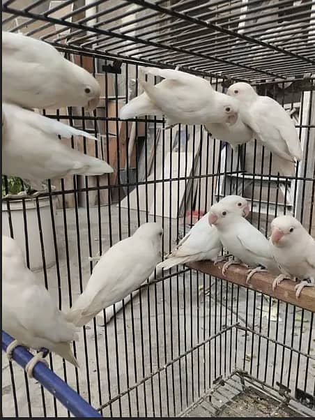 Breeder lovebird sale 1