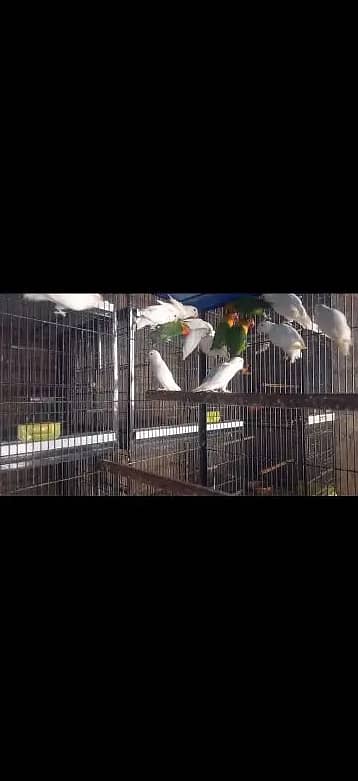 Breeder lovebird sale 3