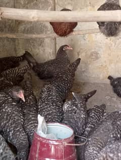 Desi hens