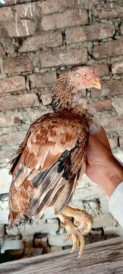 Java Aseel Mianwali Hens (Two) Small Size