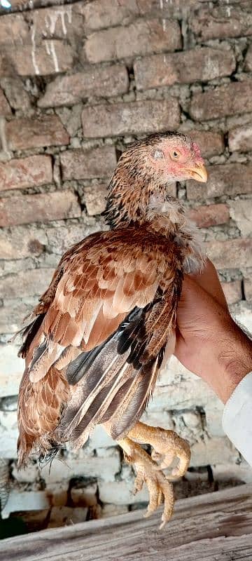 Java Aseel Mianwali Hens (Two) Small Size 0