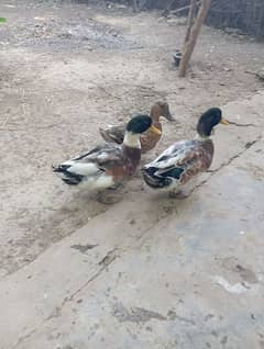 Ducks