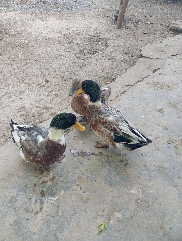 Ducks for sale 1 Female and 2 males 1