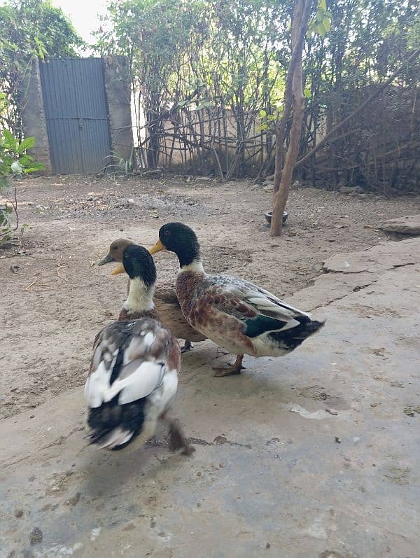 Ducks for sale 1 Female and 2 males 2