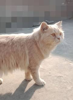 persian Male cat