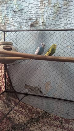 Budgies parrots with cage