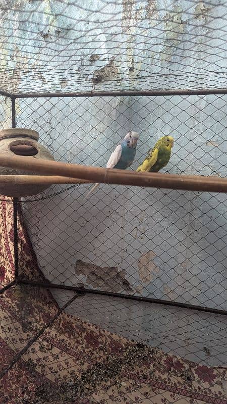 Budgies parrots with cage 0