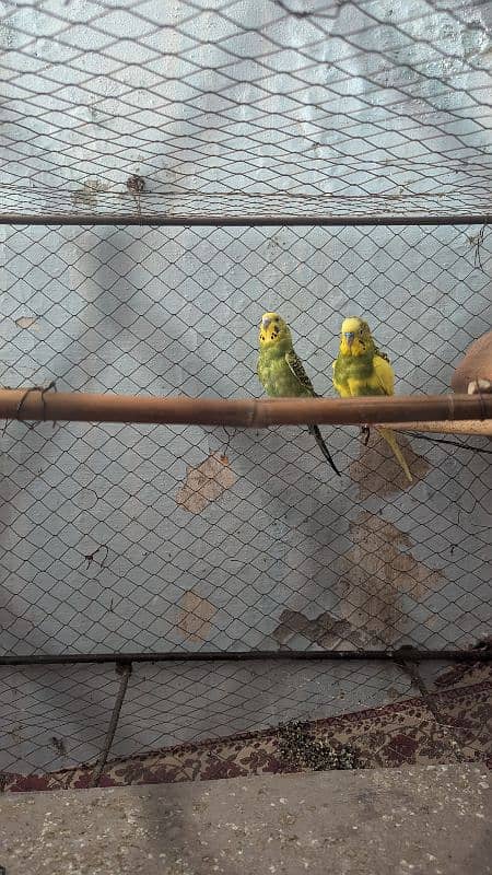 Budgies parrots with cage 1