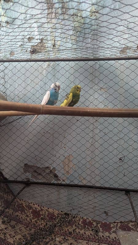 Budgies parrots with cage 2