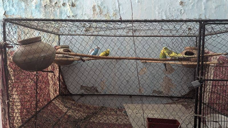 Budgies parrots with cage 3