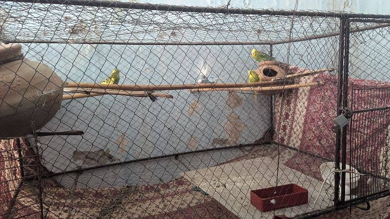 Budgies parrots with cage 4