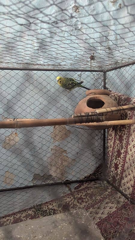 Budgies parrots with cage 5