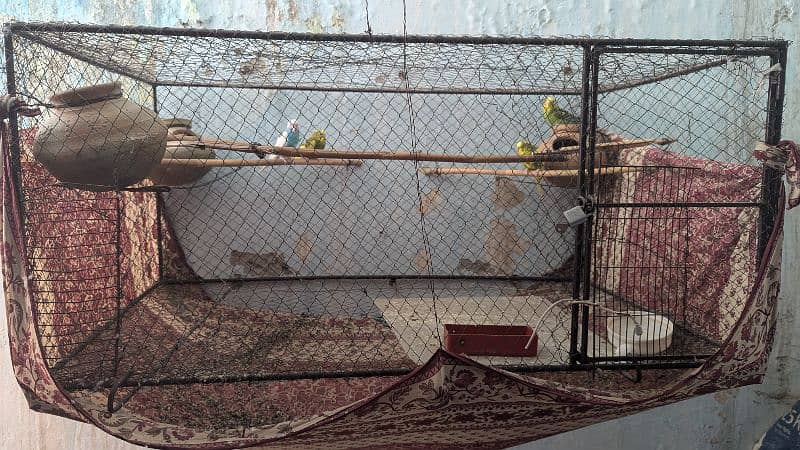 Budgies parrots with cage 6