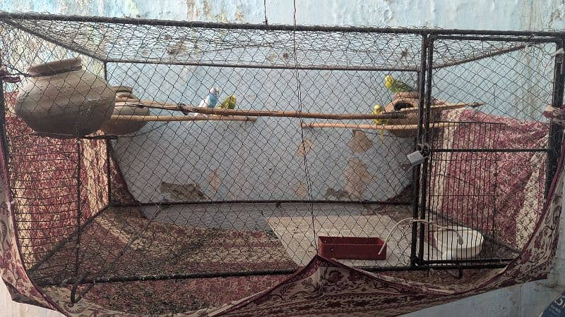 Budgies parrots with cage 7