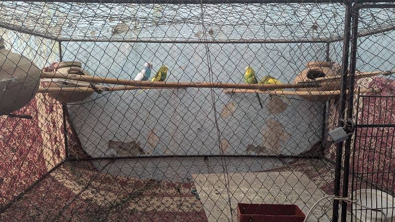 Budgies parrots with cage 9