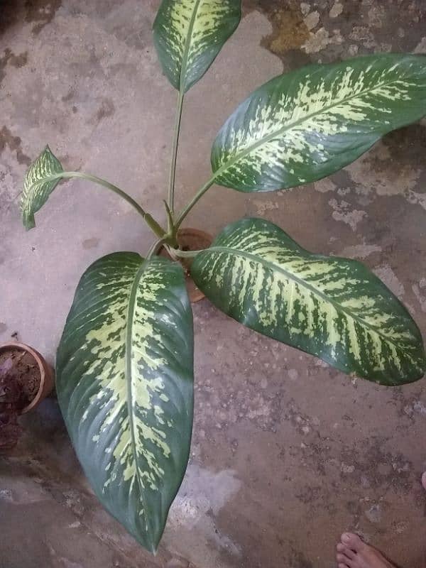 plants for sale 2