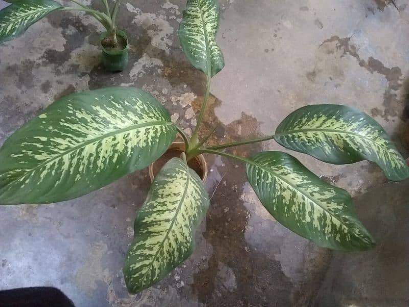 plants for sale 3