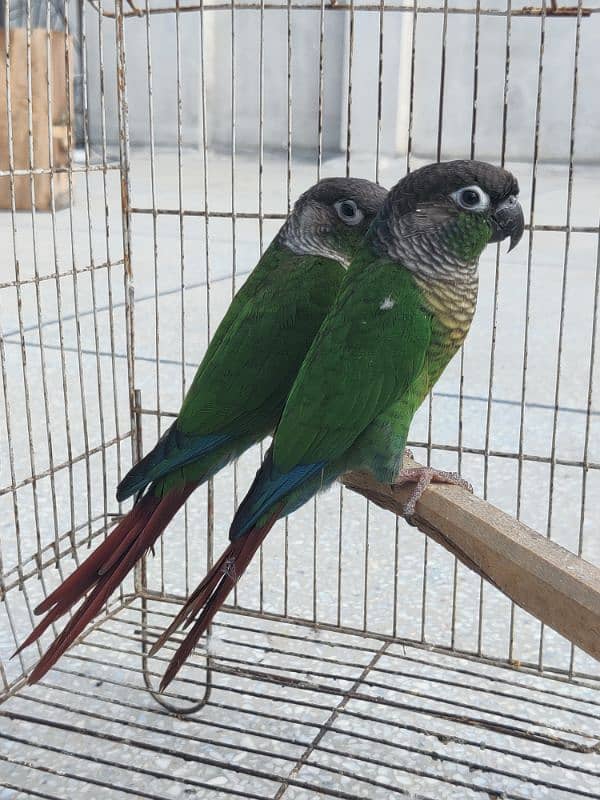 Greencheek Conure Male With DNA 3