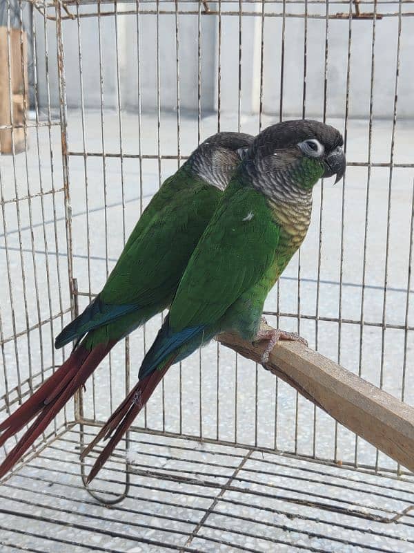 Greencheek Conure Male With DNA 4