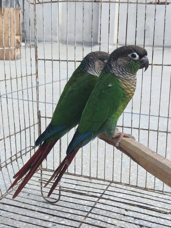 Greencheek Conure Male With DNA 6