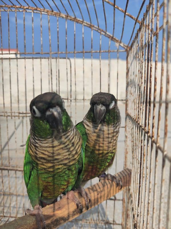 Greencheek Conure Male With DNA 8