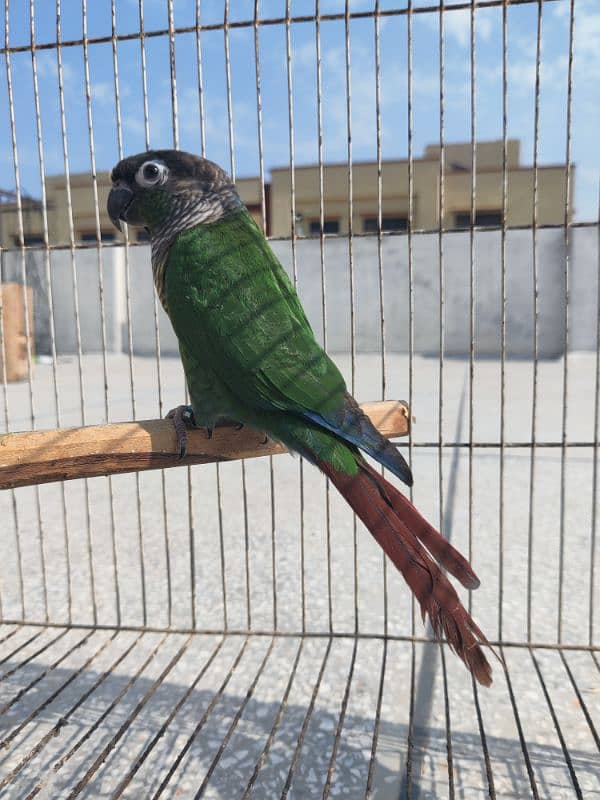 Greencheek Conure Male With DNA 9