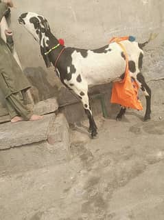 Doodh wali Bakri