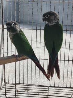 Greencheek Conure Male With DNA