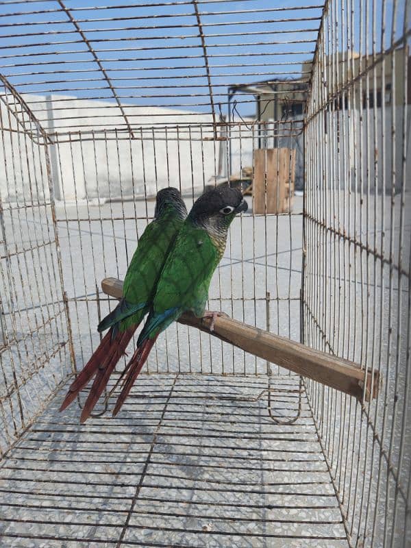 Greencheek Conure Male With DNA 1