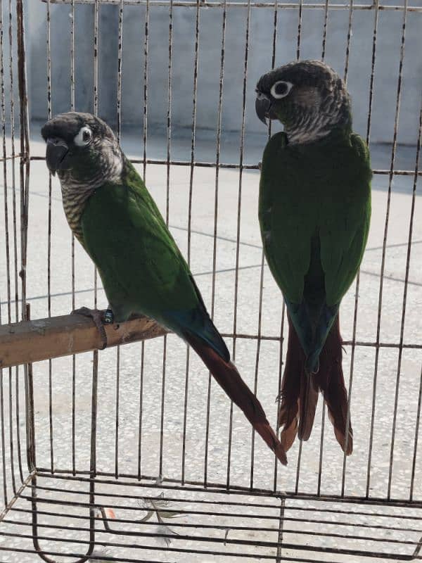 Greencheek Conure Male With DNA 2