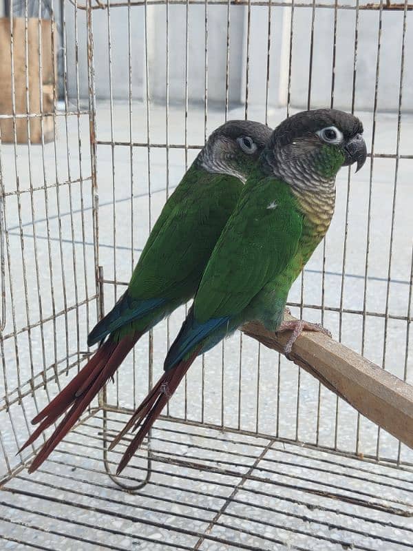 Greencheek Conure Male With DNA 5