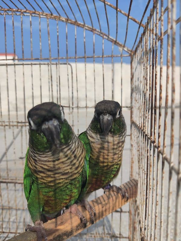 Greencheek Conure Male With DNA 7