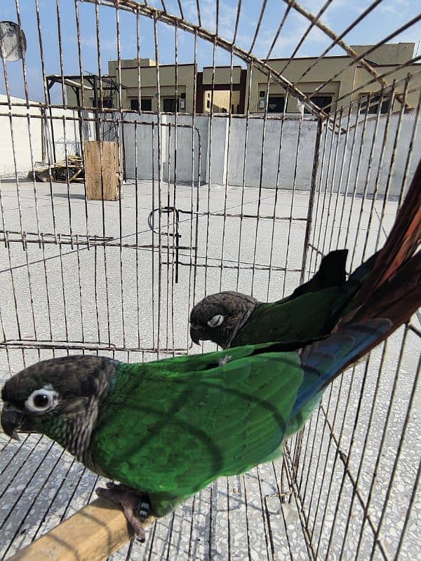 Greencheek Conure Male With DNA 8