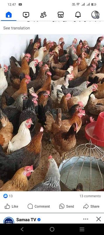 golden misri Hens available 0