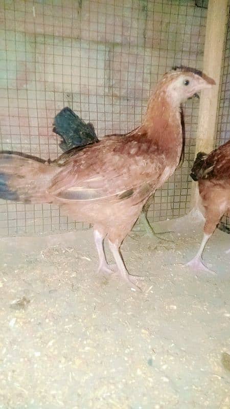 Desi hens kafi healthy and active hain vegetables seeds available hain 0