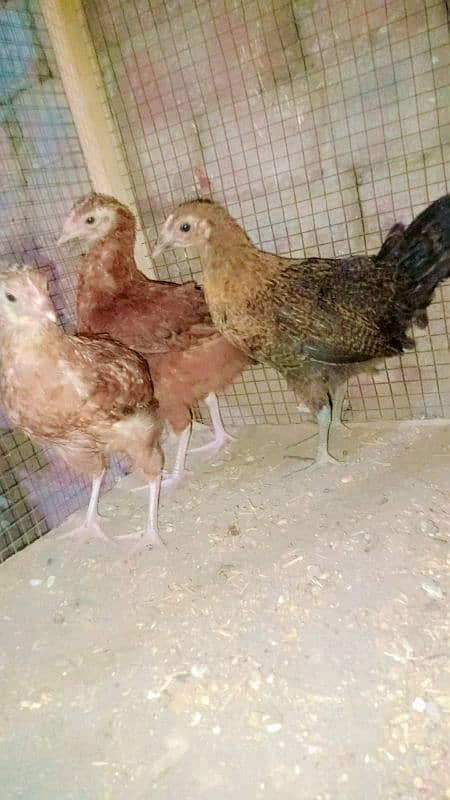 Desi hens kafi healthy and active hain vegetables seeds available hain 1