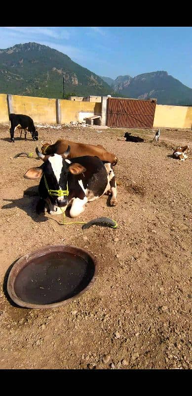 cow for sale in Islamabad 2