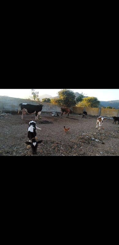 cow for sale in Islamabad 3