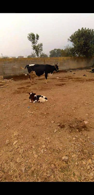 cow for sale in Islamabad 4