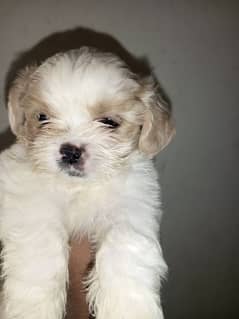 shihtzu