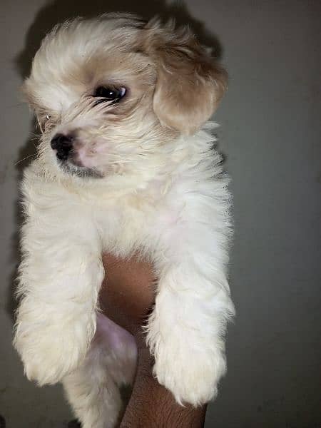 shihtzu puppy 1