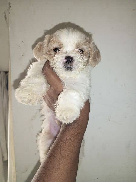 shihtzu puppy 2