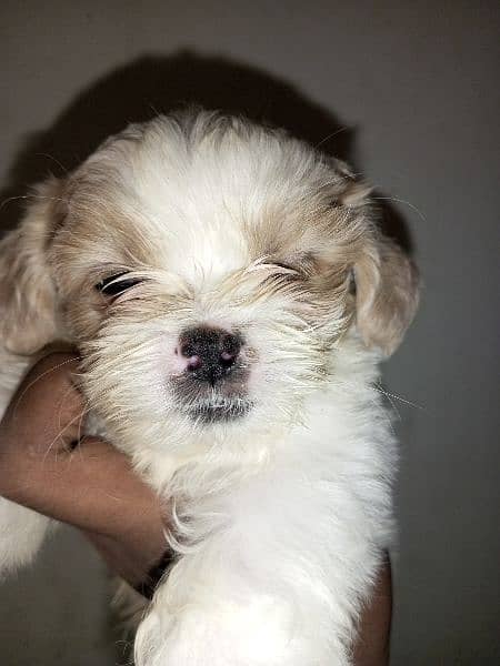 shihtzu puppy 5