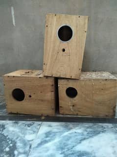 box lovebirds