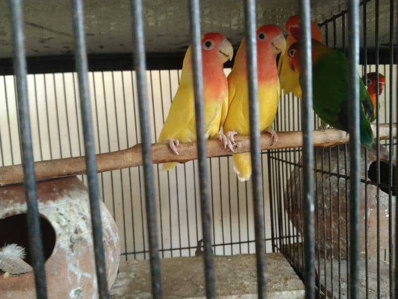 love bird for sale 4 pair all sale 0