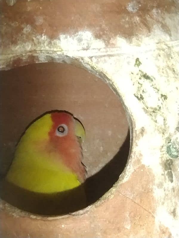 love bird for sale 4 pair all sale 1