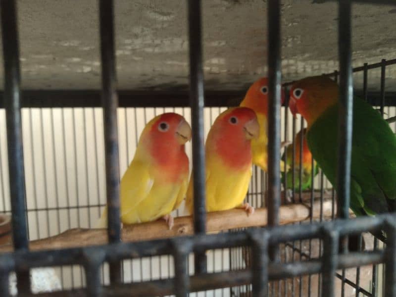 love bird for sale 4 pair all sale 3