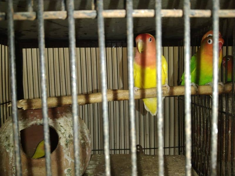 love bird for sale 4 pair all sale 4