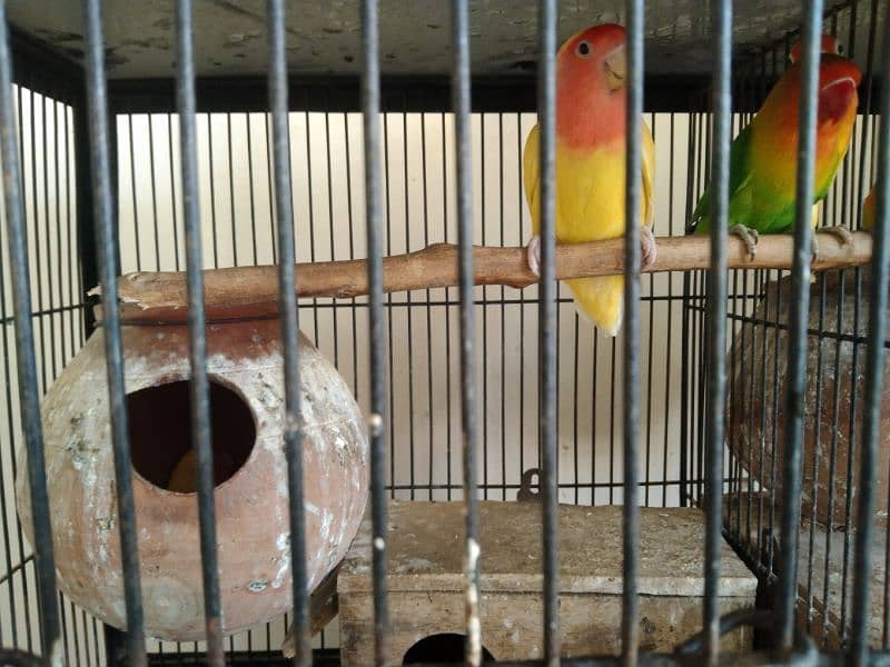 love bird for sale 4 pair all sale 6