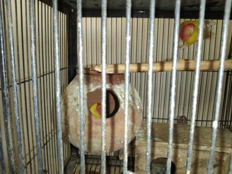 love bird for sale 4 pair all sale 7